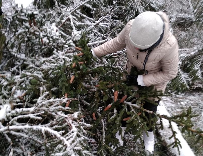 В Костромской области завершился сезон по сбору лесосеменного сырья - фото 1