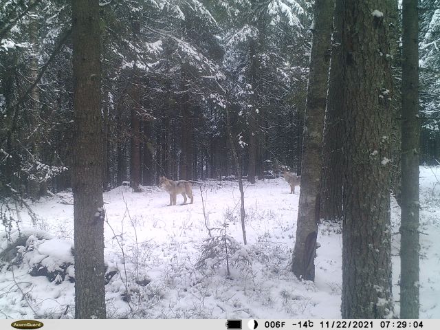 Очень редкие кадры: фотоловушка в Лекшмозерье засняла волков - фото 2