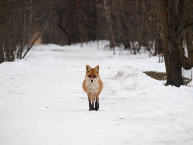 Лисица в ожидании потомства попала в кадр в природно-историческом парке «Кузьминки-Люблино» - фото 8