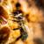 Экоцентр «Пчеловодство» Департамента природопользования объявляет о старте творческого конкурса «Фантастическая пчела»