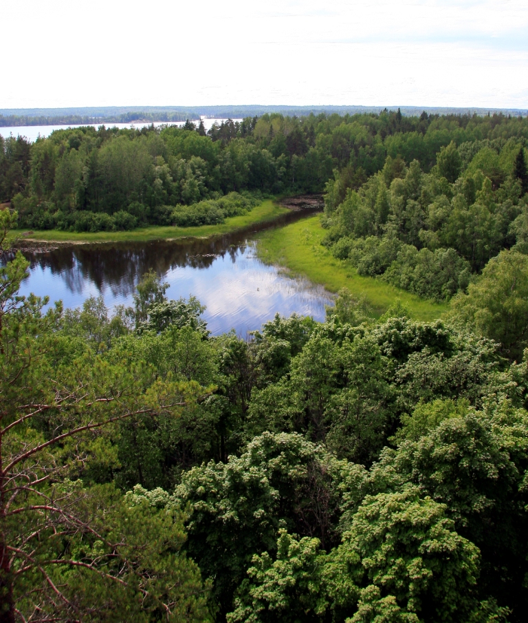 Лес на дне