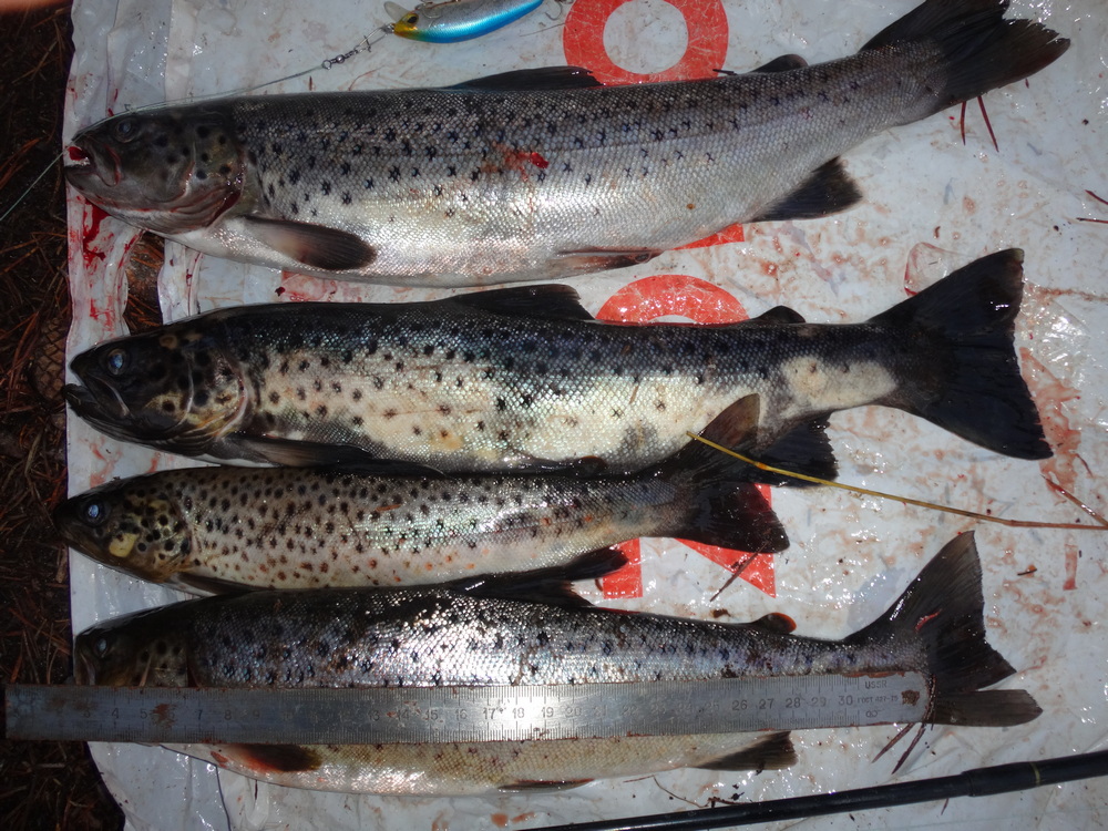 По 10 тысяч рублей за одну незаконную рыбку: в «Онежском Поморье» выявлены нарушения рыбной ловли - фото 3