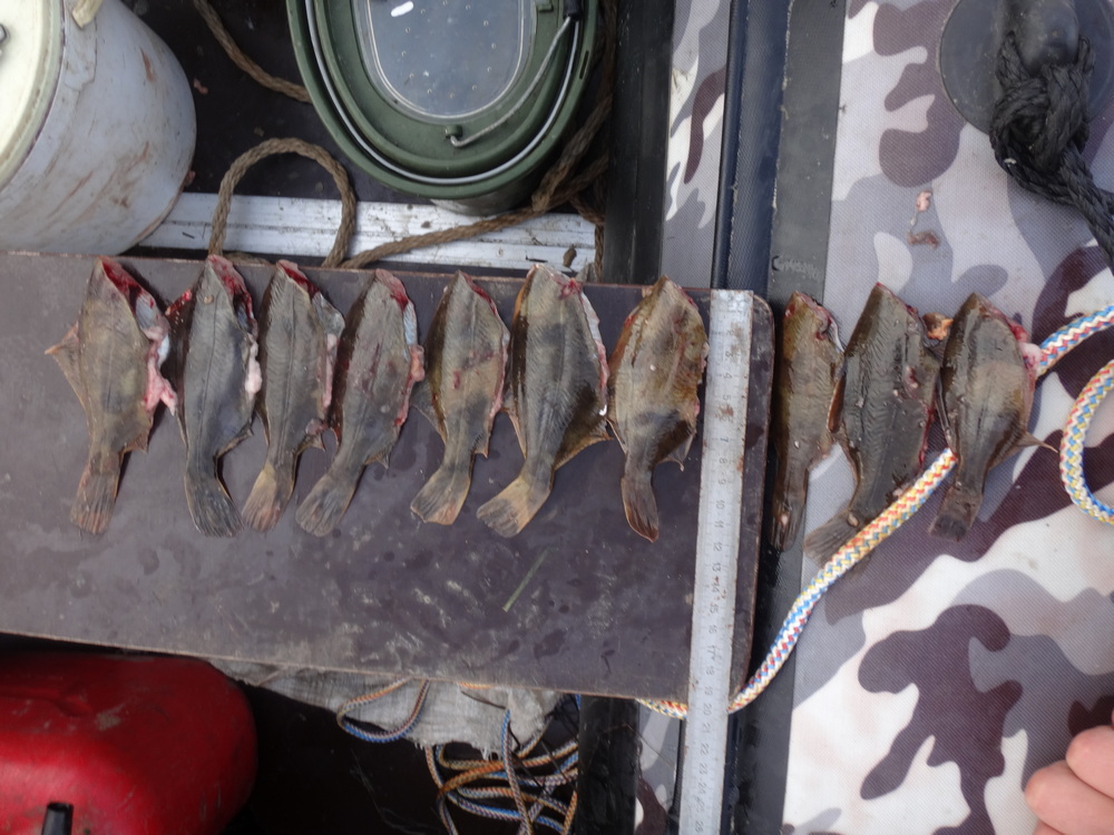По 10 тысяч рублей за одну незаконную рыбку: в «Онежском Поморье» выявлены нарушения рыбной ловли - фото 4