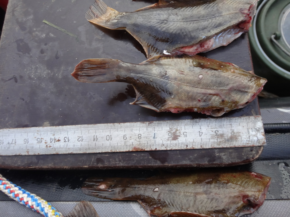 По 10 тысяч рублей за одну незаконную рыбку: в «Онежском Поморье» выявлены нарушения рыбной ловли - фото 5