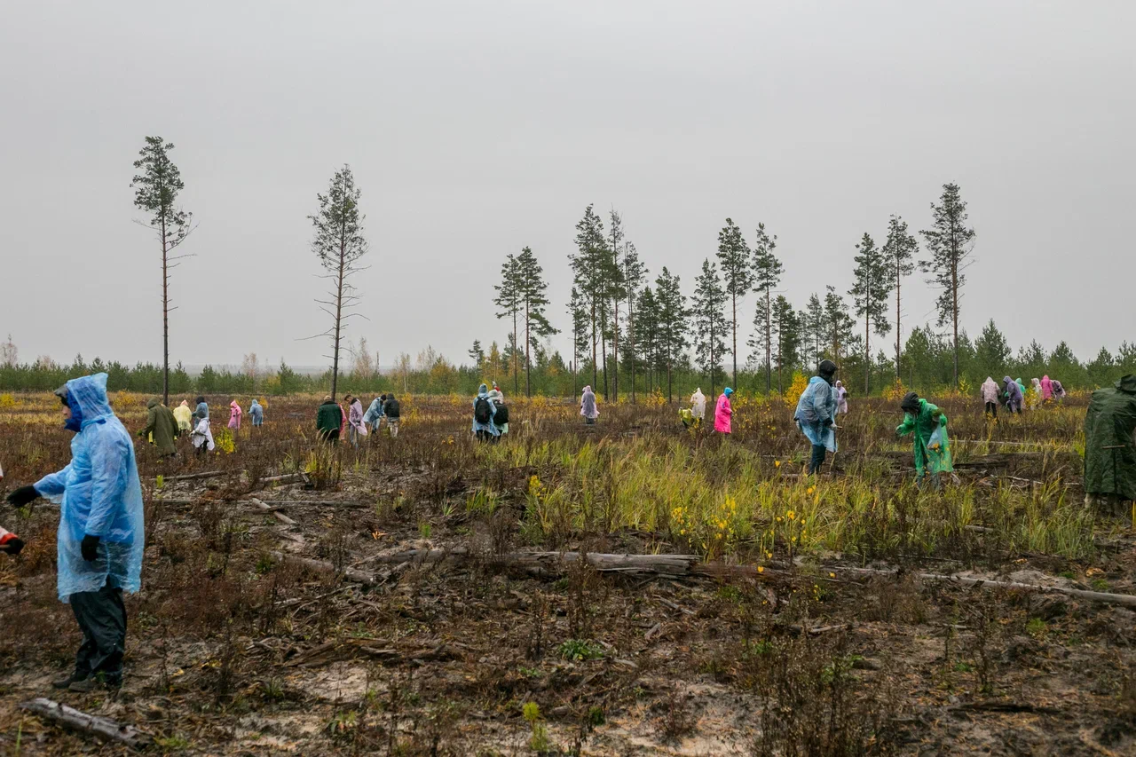На территории Красномаяковского лесничества посадили 6 тысяч сосен - фото 2