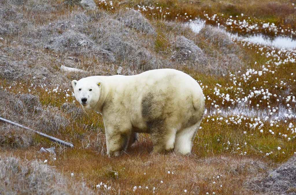 Белых медведей в якутской Арктике посчитали с помощью беспилотников - фото 1