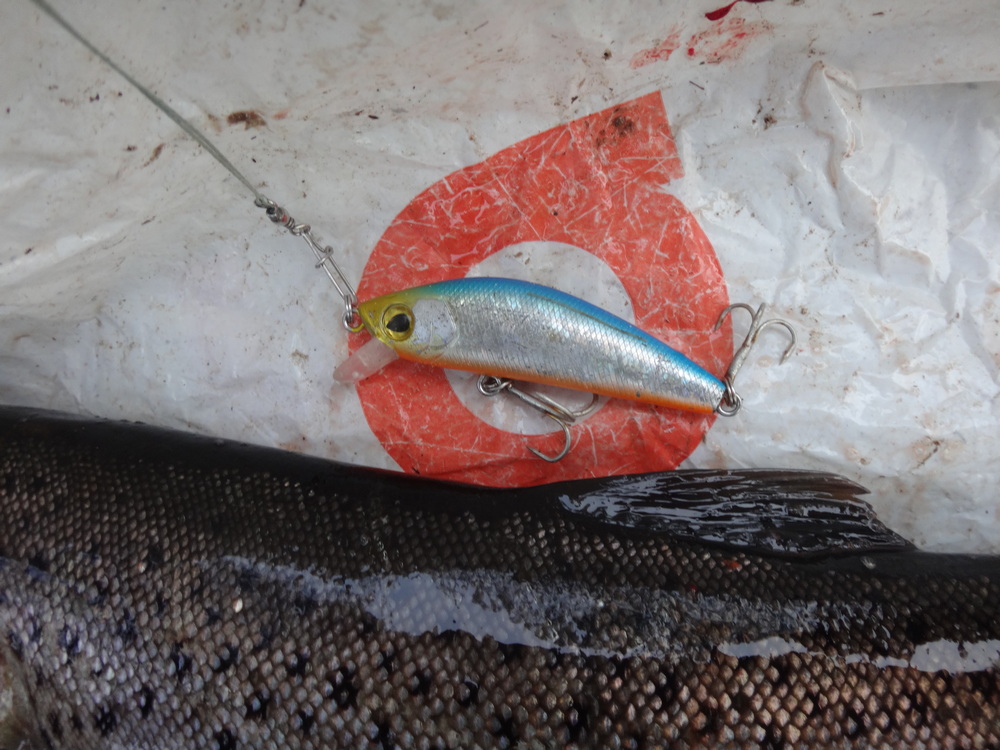 По 10 тысяч рублей за одну незаконную рыбку: в «Онежском Поморье» выявлены нарушения рыбной ловли - фото 2