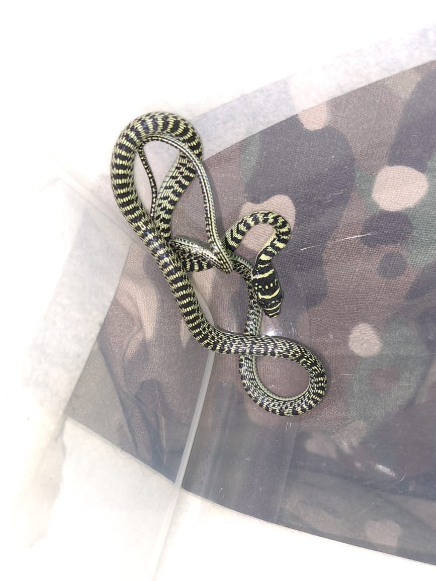 Змея-путешественница: москвичи случайно привезли в багаже рептилию из Таиланда - фото 1