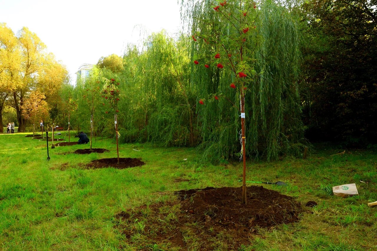 ГК «Дело» высадила деревья в заказнике «Долина реки Сетунь» в Москве - фото 1