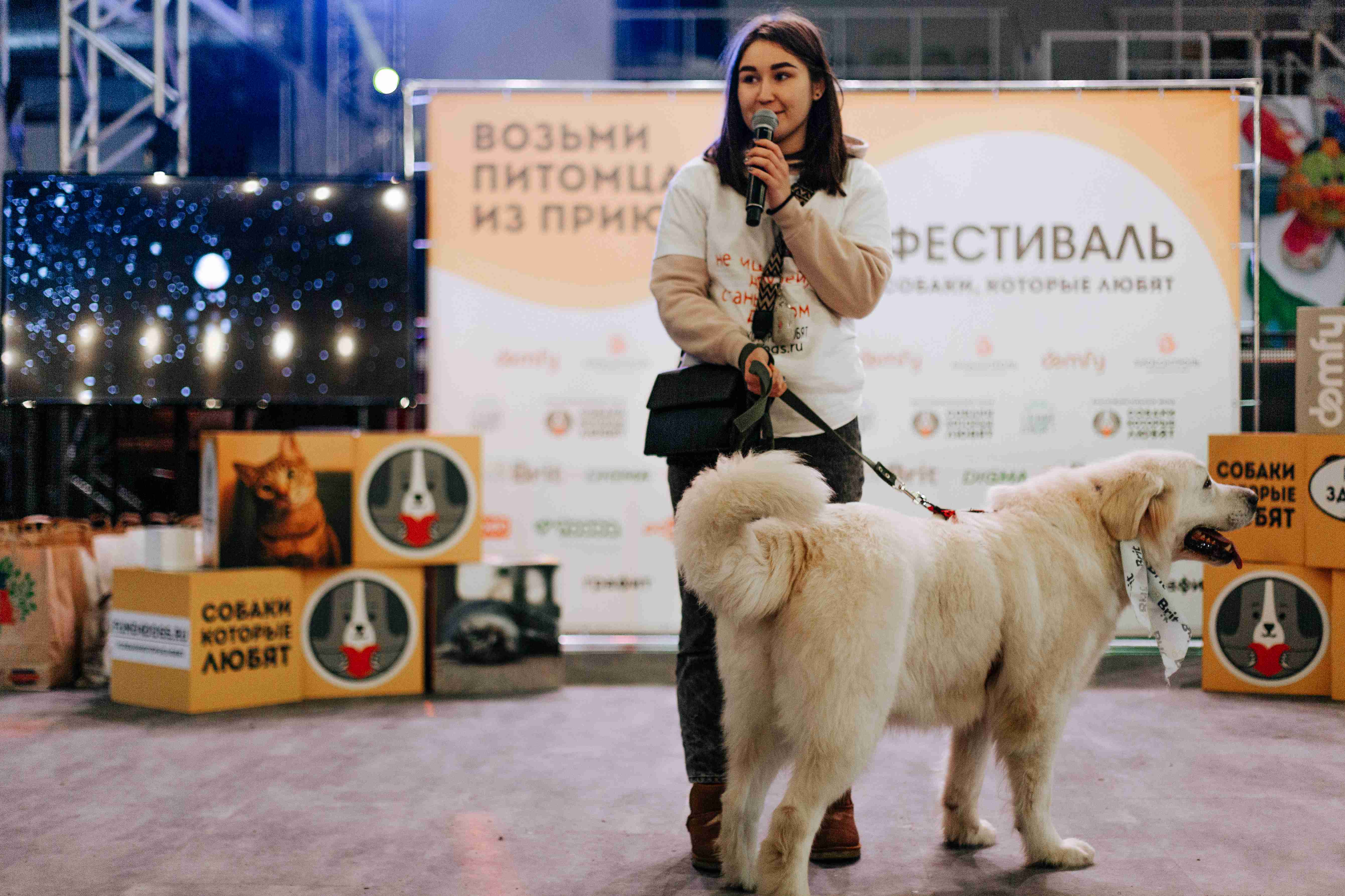 Фестиваль "Собаки, которые любят... и котики!" пройдет в Москве 10 ноября - фото 11