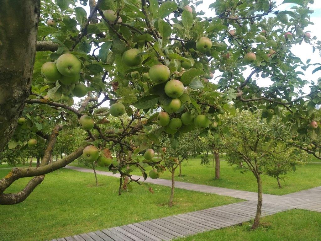 В Москве можно посетить яблоневую рощу  - фото 1