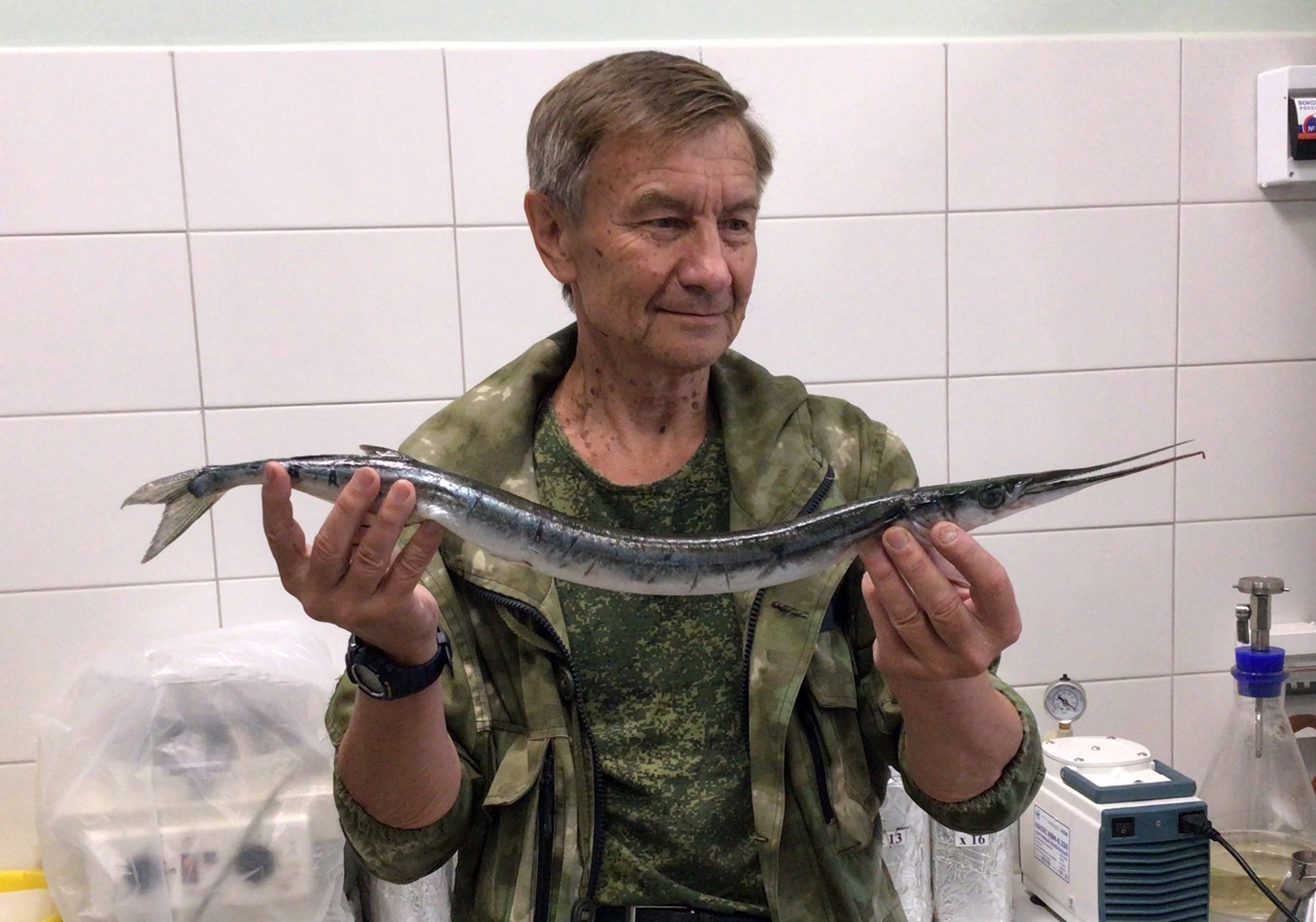 Один раз — случайность. Второй — совпадение?... В Белом море вновь обнаружен экзотический сарган - фото 2