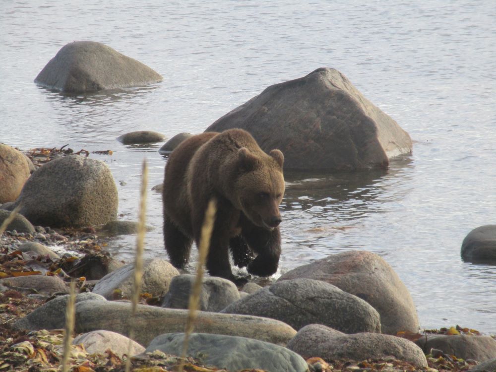 В «Онежском Поморье» вместе с научным сотрудником за птицами наблюдало семейство медведей - фото 3