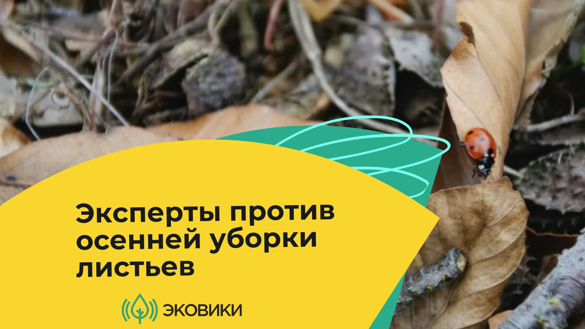 531510Эксперты против осенней уборки листьев