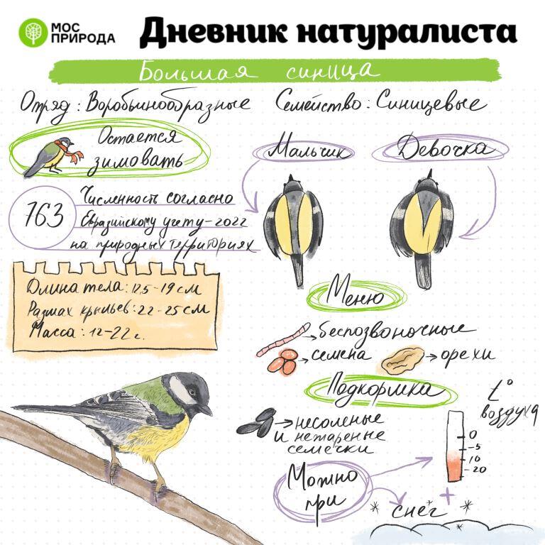 Дневник натуралиста: в ноябре москвичи изучат синиц, обитающих на природных территориях Москвы - фото 3