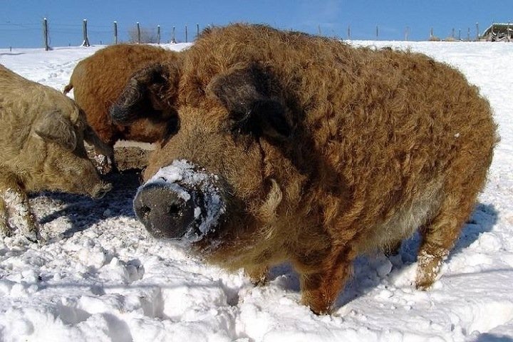 В Красноярском крае нашли пушистых свиней - фото 1