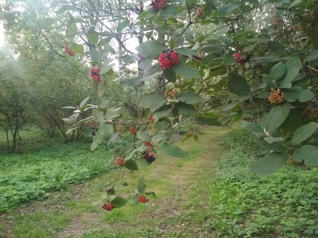 В Москве созрели калина и рябина  - фото 6