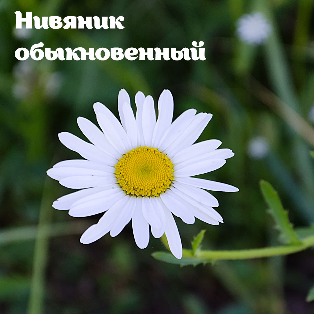 Раз ромашка, два ромашка: на природных территориях Москвы можно встретить растения, похожие на ромашку - фото 2