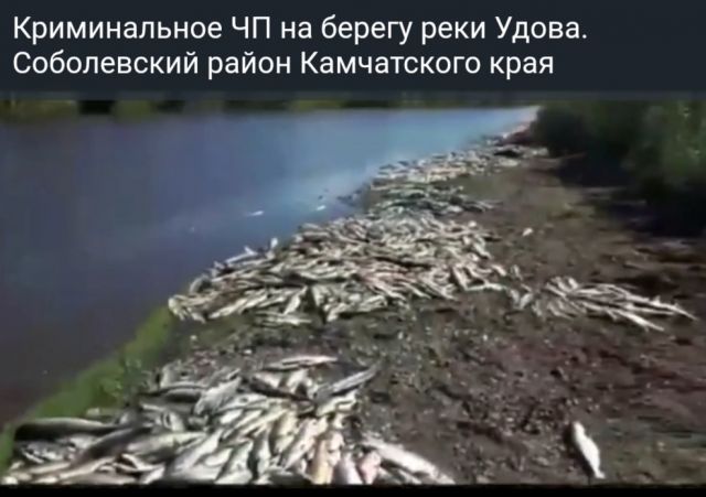 Браконьеры-невидимки засыпали берег Удовы горами потрошеной рыбы  - фото 2