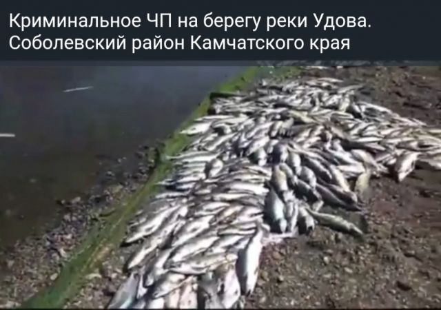 Браконьеры-невидимки засыпали берег Удовы горами потрошеной рыбы  - фото 1