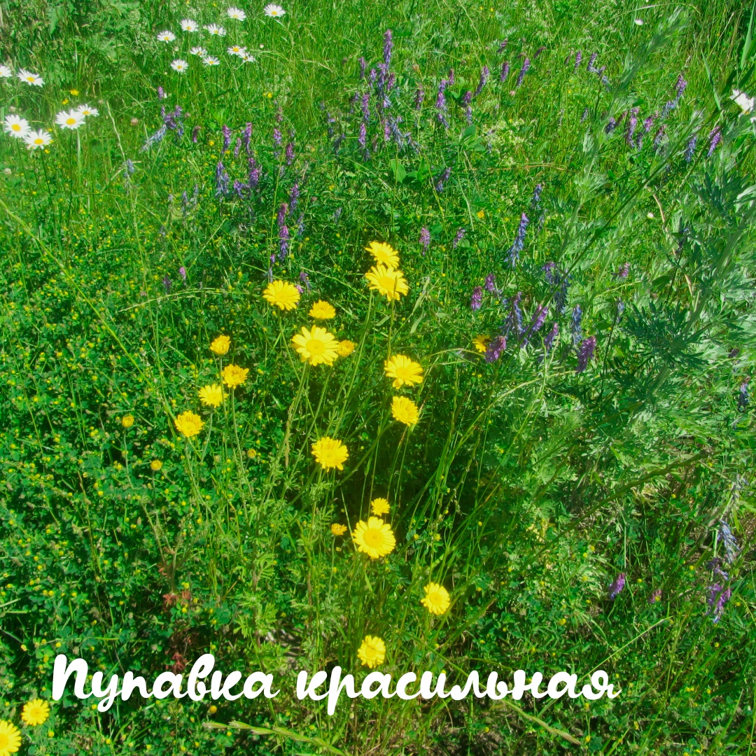 Раз ромашка, два ромашка: на природных территориях Москвы можно встретить растения, похожие на ромашку - фото 7