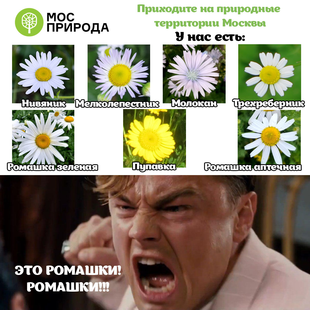 Раз ромашка, два ромашка: на природных территориях Москвы можно встретить растения, похожие на ромашку - фото 1