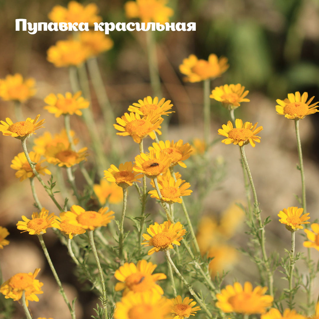 Раз ромашка, два ромашка: на природных территориях Москвы можно встретить растения, похожие на ромашку - фото 6