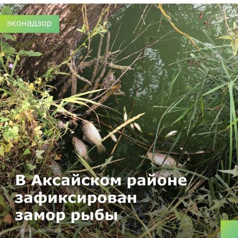 Масштабное ЧП - замор рыбы в Ростовской области - фото 1
