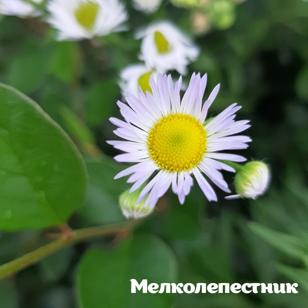 Раз ромашка, два ромашка: на природных территориях Москвы можно встретить растения, похожие на ромашку - фото 3