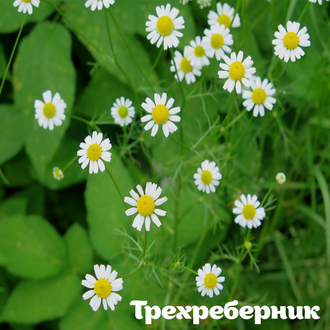 Раз ромашка, два ромашка: на природных территориях Москвы можно встретить растения, похожие на ромашку - фото 5