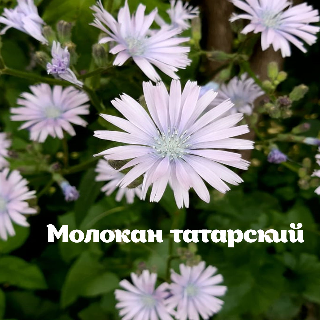 Раз ромашка, два ромашка: на природных территориях Москвы можно встретить растения, похожие на ромашку - фото 4