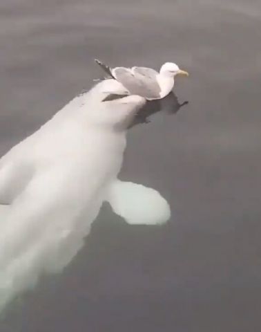 Видео кормления кита в Сиамском заливе получило объяснение биологов - фото 3