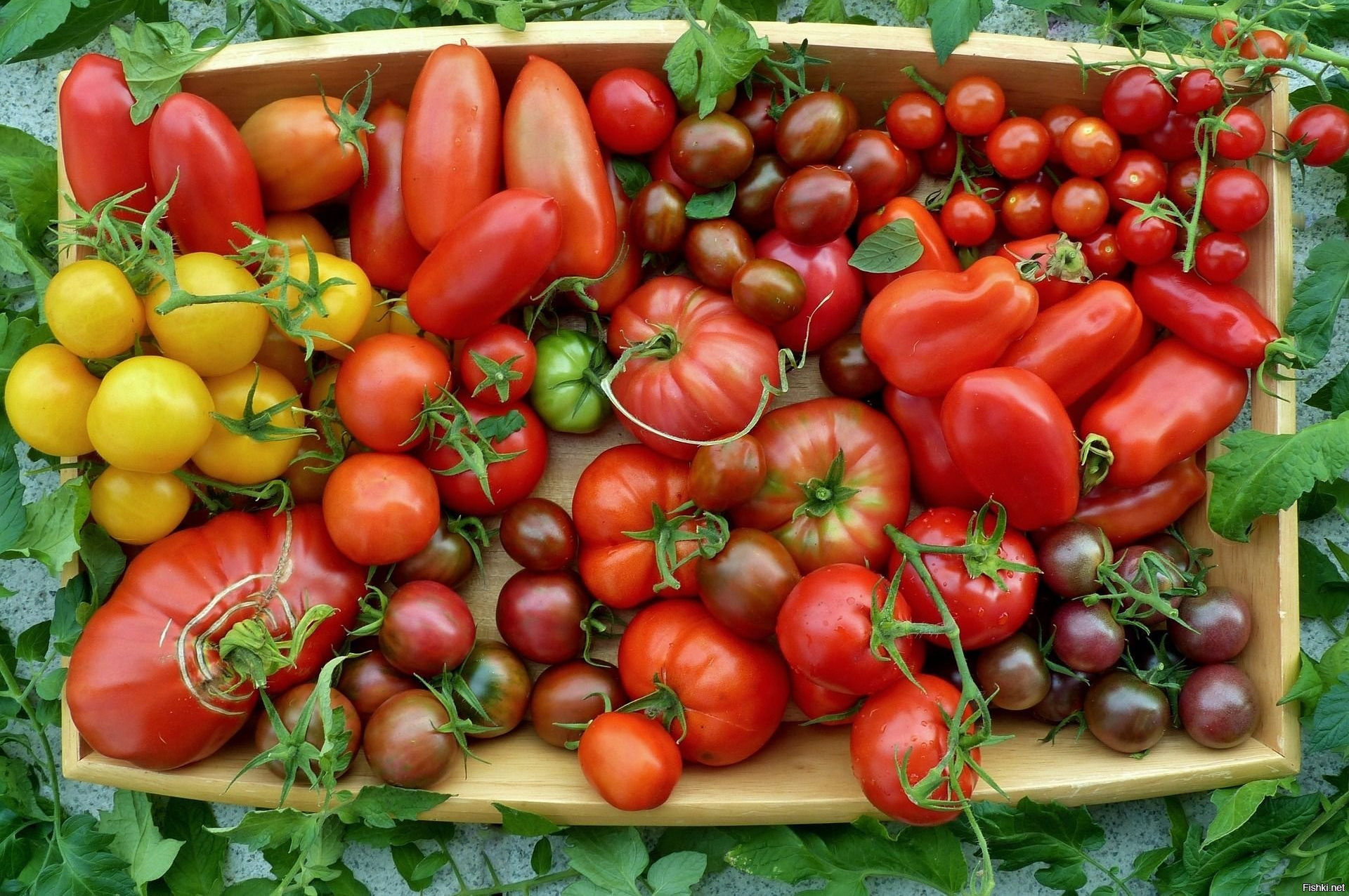 Главные секреты выращивания томатов от опытных огородников. Выбор сортов - фото 2