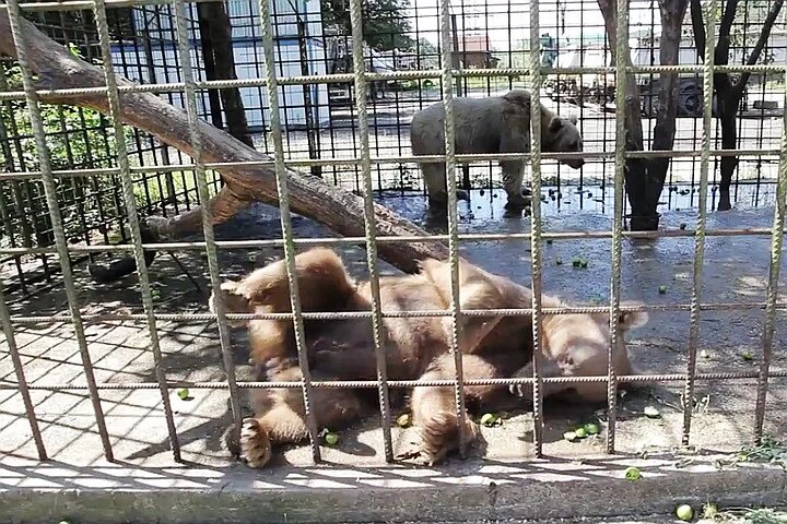 В Сочи медведи убили мальчика - фото 1