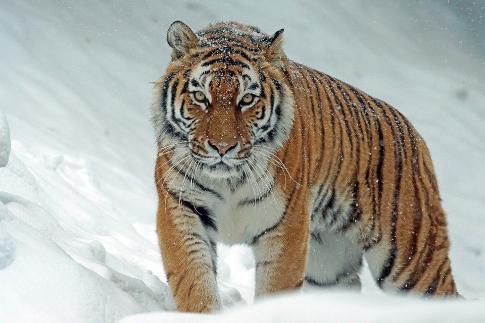 В Амурской области тигры выходят к людям - фото 1