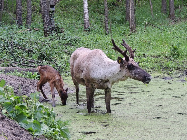 Пять северных оленят родились в Керженском заповеднике  - фото 2