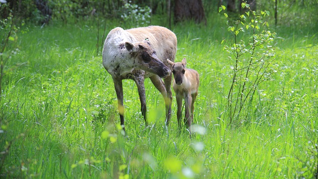 Пять северных оленят родились в Керженском заповеднике  - фото 3