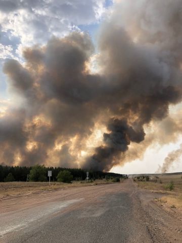 "Губернаторский час" на "ЭкоГраде". Лесные пожары в Самарской области происходили на фоне праздника - фото 6