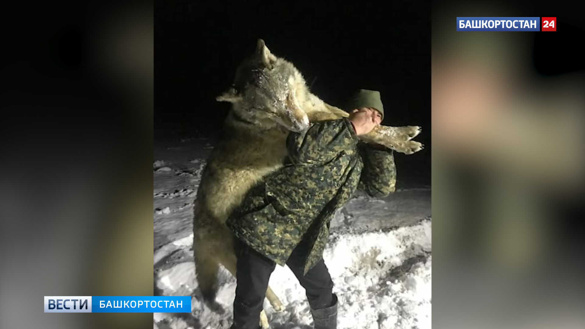 Огромный волк застрелен в Башкирии (фото) - фото 1
