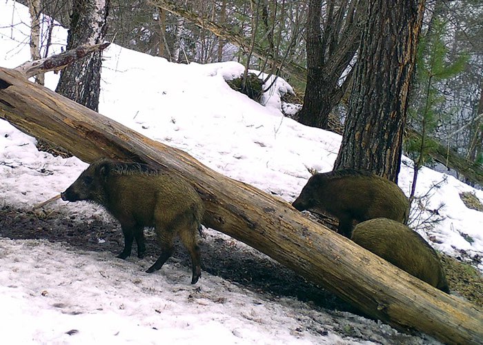 Маралы, медведи, рысь, косули и кабаны: новые кадры с фотоловушек Алтайского заповедника - фото 5