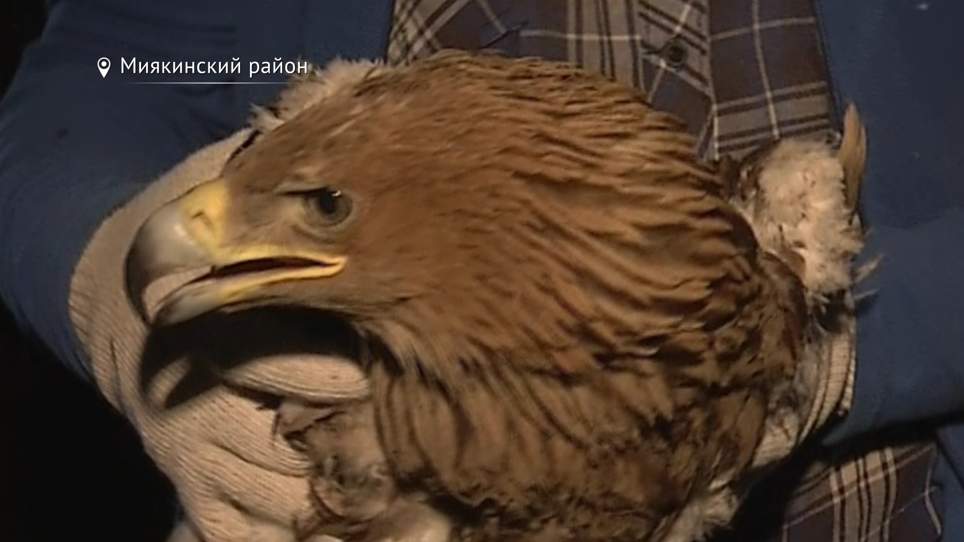 От стаи ворон в Башкирии спасали редкий вид орла - фото 2