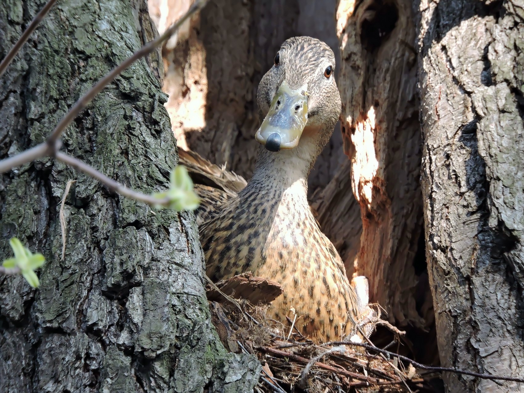 В парке “Кузьминки-Люблино” утки устроили гнездо в дереве     - фото 2