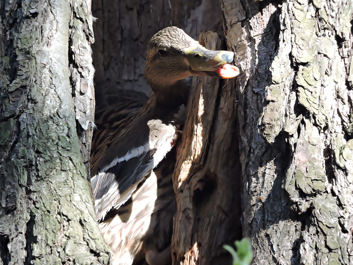 В парке “Кузьминки-Люблино” утки устроили гнездо в дереве     - фото 3