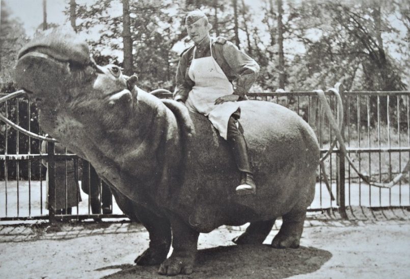 Как советский зоотехник спас немецкого бегемота - фото 1