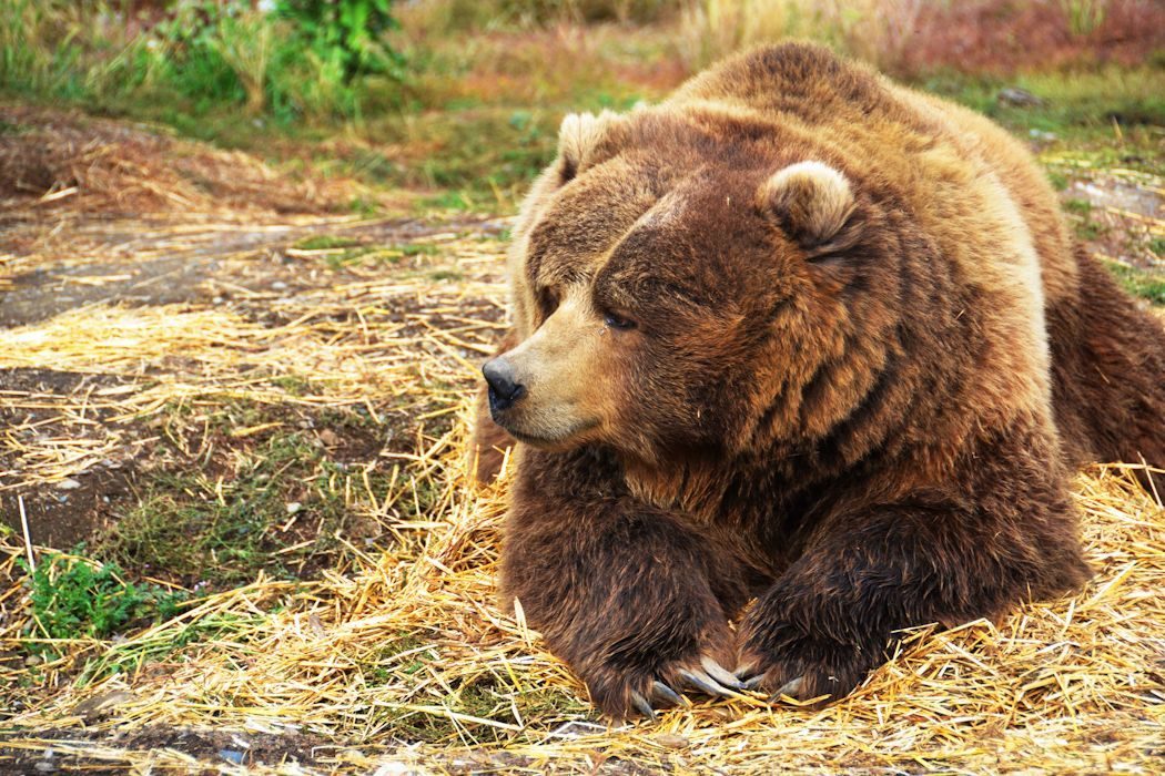 О приближении к поселкам медведей предупредили жителей Подмосковья - фото 1