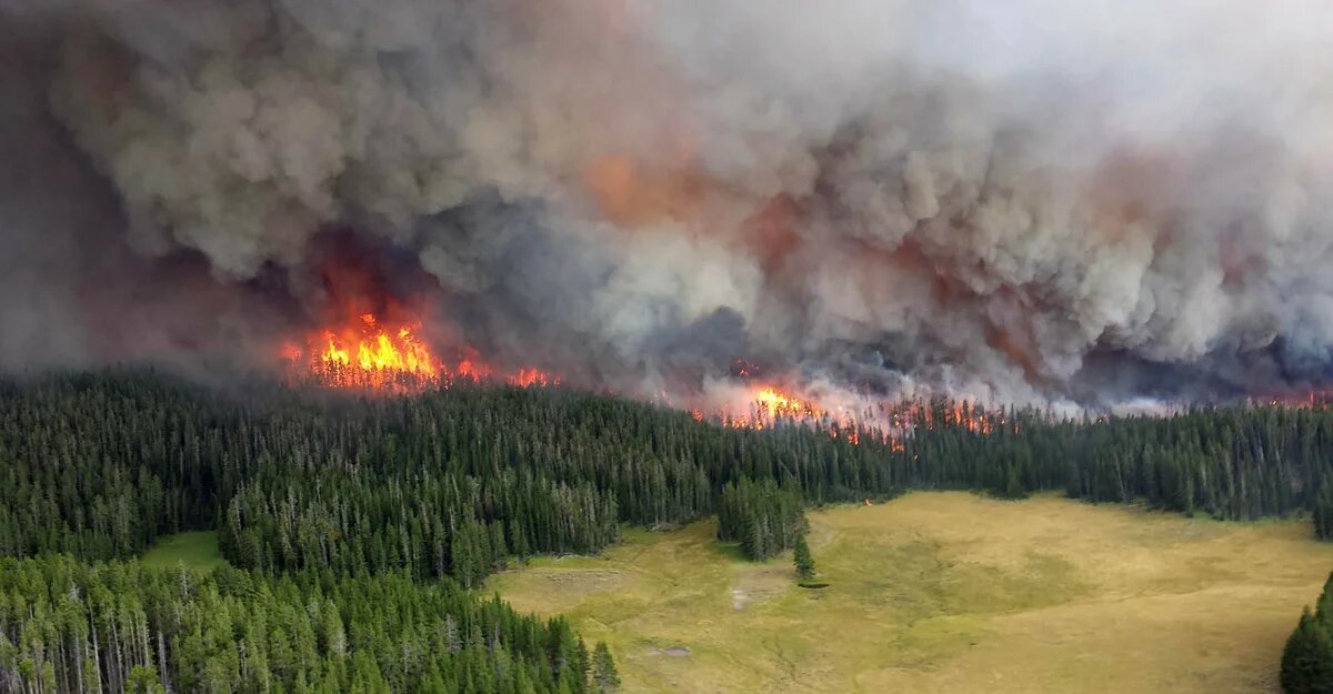 Владимир Путин поддержал идею усиления санкций за попытки скрыть незаконные рубки лесными пожарами - фото 1