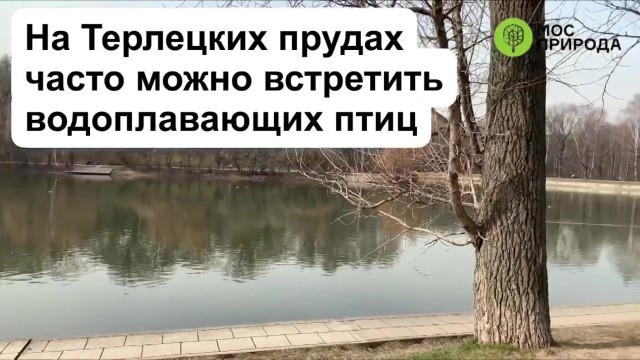 Терлецкий лесопарк Москвы открыл виртуальную экскурсию для желающих - фото 1
