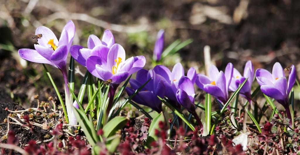 Цветочная весна: раннецветущие распустились раньше срока - фото 4