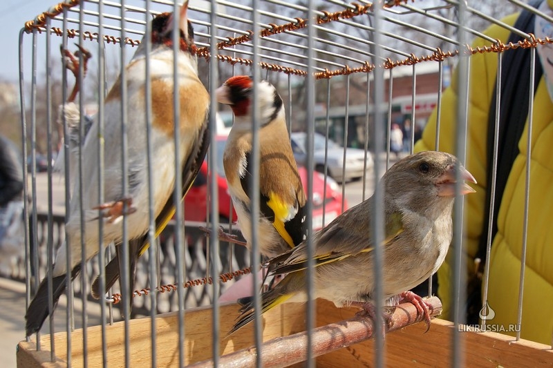 Ручные голуби или дикие птицы: Мосприрода просит не приобретать птиц на Благовещение - фото 2