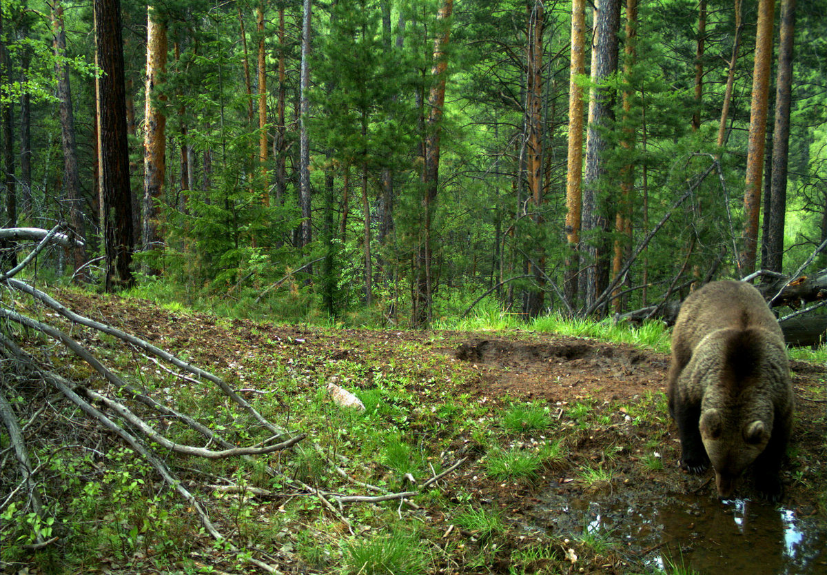 В России посчитают весь лес в 2020 году - фото 1